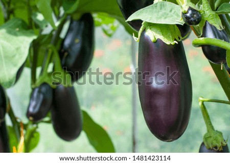 Similar – eggplants Food Vegetable