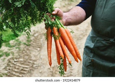 Ripe natural organic freshly picked carrots in the hands of farmer. Harvest Country Village Agriculture concepts. Healthy organic food, vegetables, Vitamin Keratin - Powered by Shutterstock