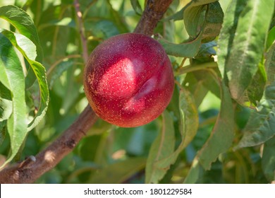 Ripe Nectarine On The Tree In The Garden. Orchard. Harvesting.Harvesting.