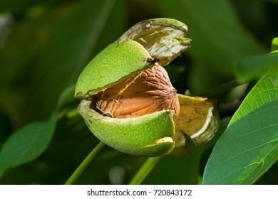 Ripe Nut Of A Walnut Tree