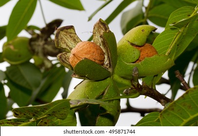 Ripe nuts of a Walnut tree