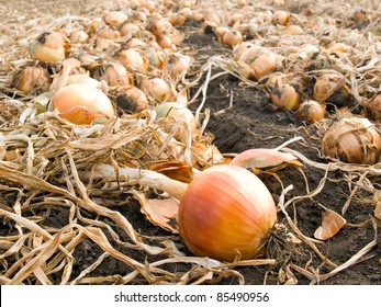 Ripe Onion On Field.