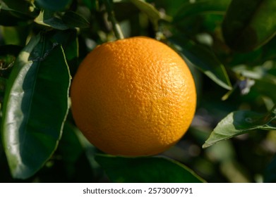 A ripe orange dangles from a tree, surrounded by rich green foliage under the warm sunlight of late afternoon.