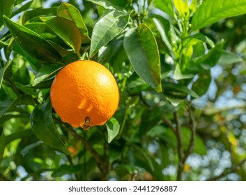 Ripe orange fruit on orange tree between lush foliage. View from below.