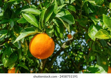 Ripe orange fruit on orange tree between lush foliage. View from below. - Powered by Shutterstock