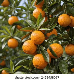 ripe orange fruit tree on the tree - Powered by Shutterstock