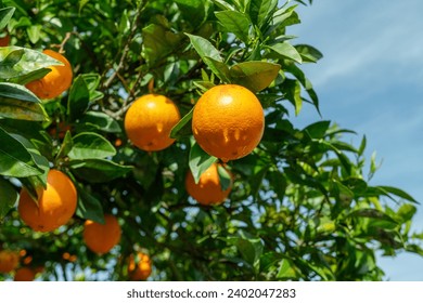 Ripe orange fruits on orange tree between lush foliage. View from below. Close-up. - Powered by Shutterstock