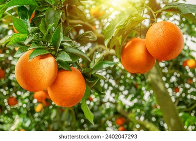 Ripe orange fruits on orange tree between lush foliage. View from below.  - Powered by Shutterstock