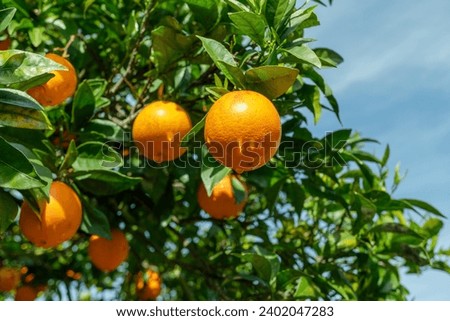 Ripe orange fruits on orange tree between lush foliage. View from below. Close-up.