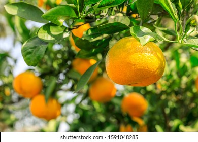 Ripe orange hanging on a tree