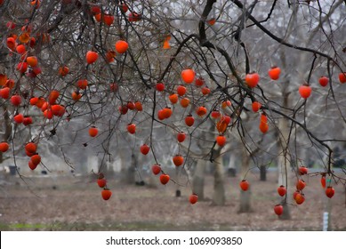 A lot of ripe orange persimmons hang from a tree.
