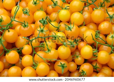 The ripe orange Tumbling Tom tomatoes
