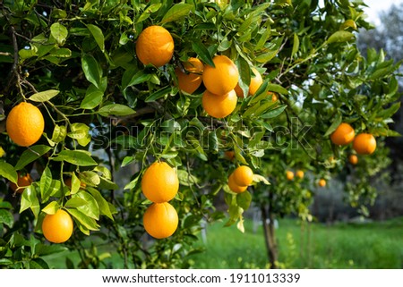 Ripe oranges hanging between the leaves on the branches of the trees of an organic citrus grove, in winter. Traditional agriculture. Foto stock © 
