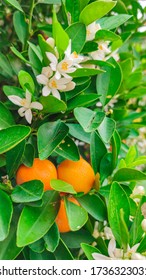 Ripe oranges hanging on a blossoming orange tree. close-up