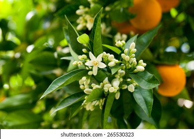 Ripe oranges hanging on a blossoming orange tree