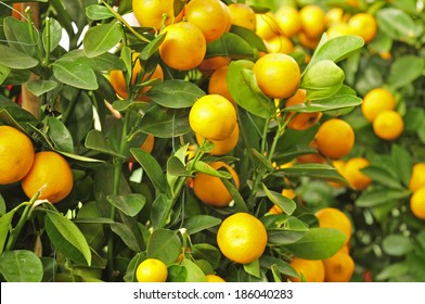 15,787 Grapefruit in trees Images, Stock Photos & Vectors | Shutterstock