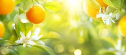 Ripe Oranges Or Tangerines Hanging On A Tree. Beautiful Healthy Organic Juicy Orange Growing In Sunny Orchard. Organic Citrus Fruits