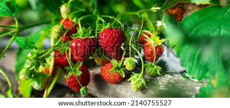 Ripe organic strawberry bush in the garden close up. Growing a crop of natural strawberries