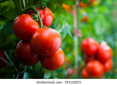 Ripe organic tomatoes in garden ready to harvest