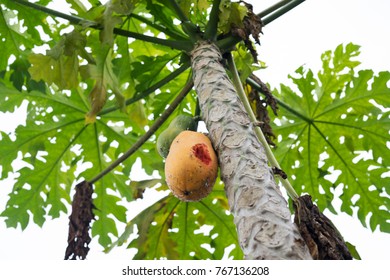 Ripe Papaya On The Papaya Tree With Animals Bite Mark.View From Below.