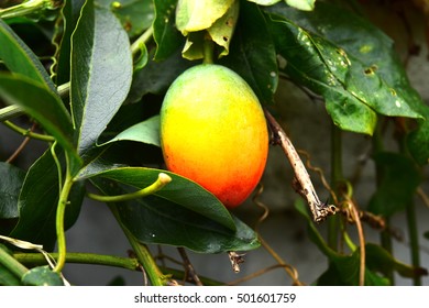 Ripe Passiflora Incarnata Fruit