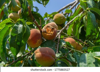 Ripe peach fruit growing on a tree branch. Fruit disease, rot and mold.