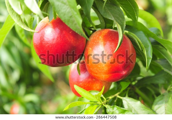 \
Ripe peaches hanging in a\
tree 