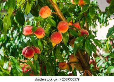 Ripe peaches on the tree with natural backlight. Branch with a harvest of peaches close up. Peaches orchard full of ripe fruits. A bumper crop of fruits in the garden - Powered by Shutterstock