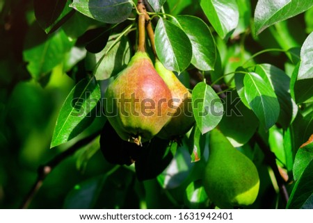 Similar – Foto Bild Little apples on a branch.