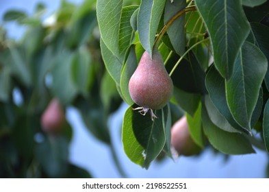 Ripe Pear On A Tree Branch.