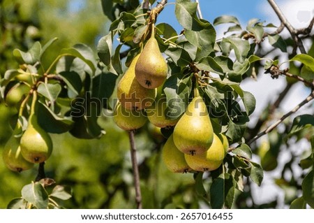 Ripe pears hanging on a tree branch in a garden. A pear tree with many fruits on a sunny day.