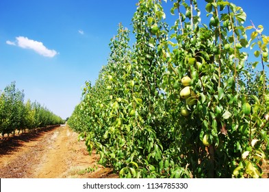 Ripe Pears In A Pear Orchard