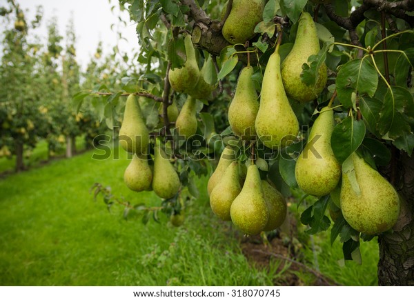 ripe pears ready for harvest in a pear\
orchard in the netherlands