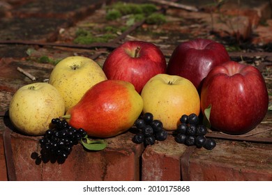 Ripe Pears, Red And Green Apples. Pear Variety Talgar Beauty. The Red Apple Is The Kyrgyz Winter Variety, The Yellow Apple Is The Zarya Alatau Variety. In The Foreground Are The Fruits Of The Chokeber