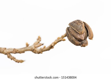 Ripe Pecan Nut (Carya illinoinensis) at winter