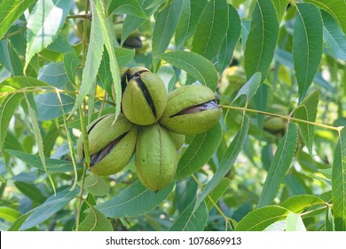 RIPE PECAN NUTS WITH HUSKS OPENING UP - Shutterstock ID 1076869913