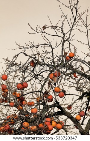 Similar – Image, Stock Photo winter apple Fruit Apple