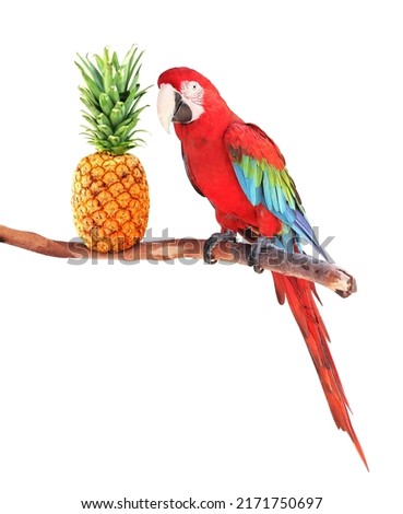 Ripe pineapple and Ara parrot (Scarlet Macaw, Ara macao) on branch. Isolated on white background