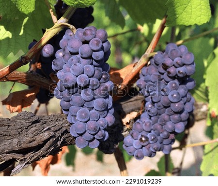 Ripe Pinot noir, black grapes with blue tinged, hanging on vine at the end of summer