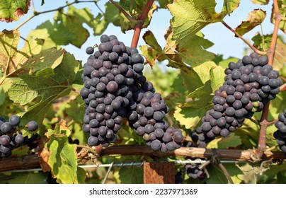 Ripe Pinot noir grapes hanging on vine just before the harvest. - Powered by Shutterstock