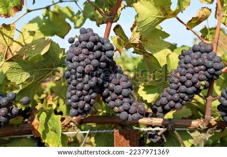 Ripe Pinot noir grapes hanging on vine just before the harvest.