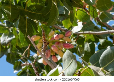 3,100 Garden pistachio Images, Stock Photos & Vectors | Shutterstock