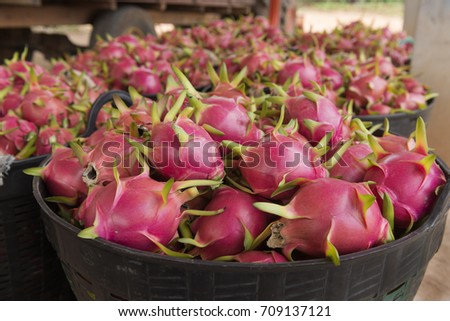 Ripe Pitaya prepare forsale in farm.These fruits are commonly known in English as 