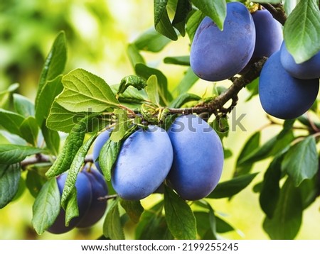 Ripe plum fruit (Prunus domestica) on branch of tree. Fresh bunch of natural fruits growing in homemade garden. Close-up. Organic farming, healthy food, BIO viands, back to nature concept.