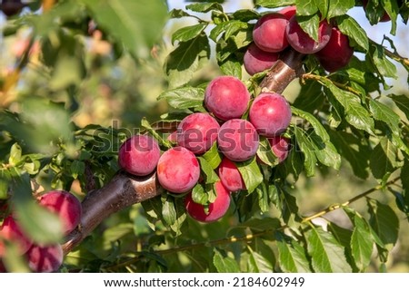 Ripe plums in the garden