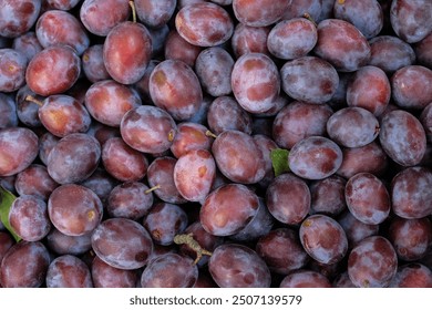 Ripe plums in the morning light. Close-up of fresh plums, top view. Purple plums background.