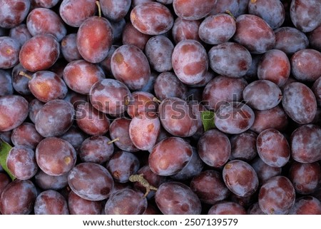 Ripe plums in the morning light. Close-up of fresh plums, top view. Purple plums background.