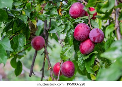 Ripe Plums On A Fruit Tree In An Organic Garden. Plum Is A Fruit Of The Prunus.