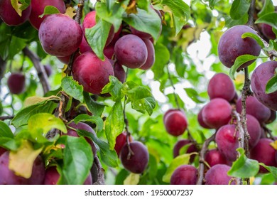 Ripe Plums On A Fruit Tree In An Organic Garden. Plum Is A Fruit Of The Prunus.