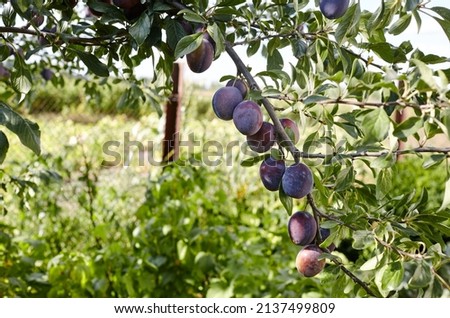 Ripe plums on a tree in a garden. Organic plums hanging from a tree branch in an plums orchard